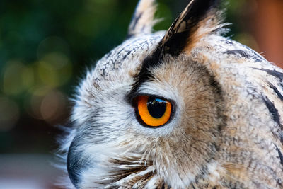 Close-up portrait of owl