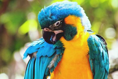 Close-up of gold and blue macaw in forest