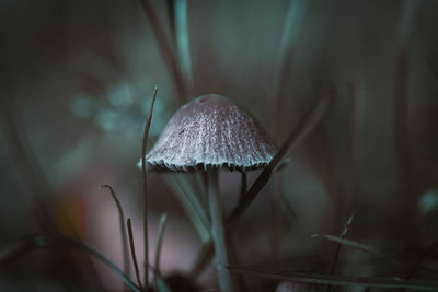 Close-up of mushroom growing on field