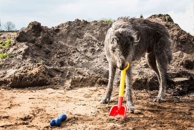 Portrait of scottish deerhound on shore