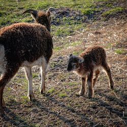 Sheep standing in a field