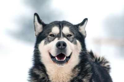 Barking husky dog