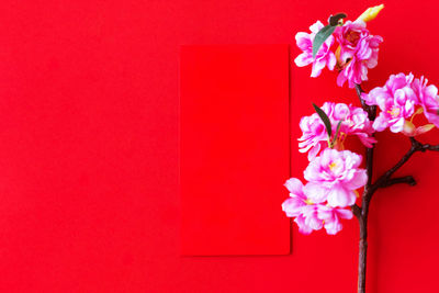 Close-up of pink flower against red wall