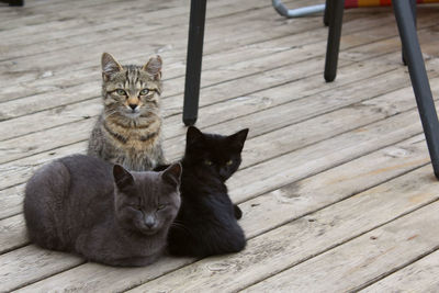 Portrait of cats on boardwalk