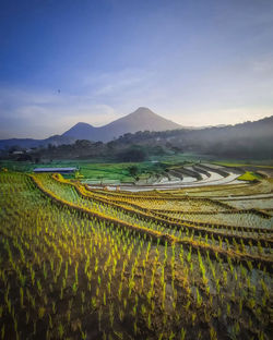 Scenic view of agricultural field against sky