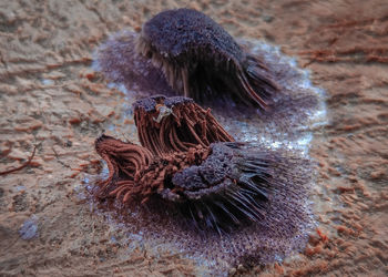 High angle view of dead plant on rock