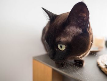 Close-up of cat looking away