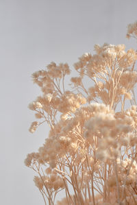 Low angle view of flowering plants against clear sky