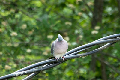 Close-up of bird perching on branch