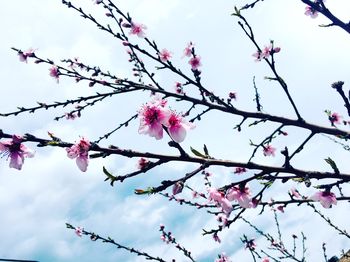 Low angle view of cherry blossoms in spring