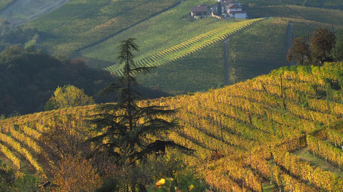 High angle view of agricultural field