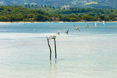 View of birds on beach