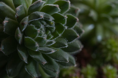 Close-up of leaves on water