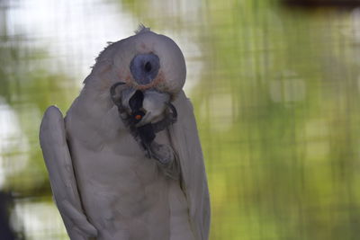 Close-up of a bird