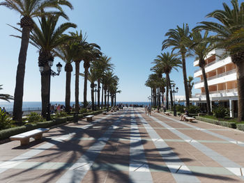 Palm trees against sky in city