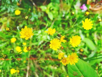 Close-up of yellow flowering plants