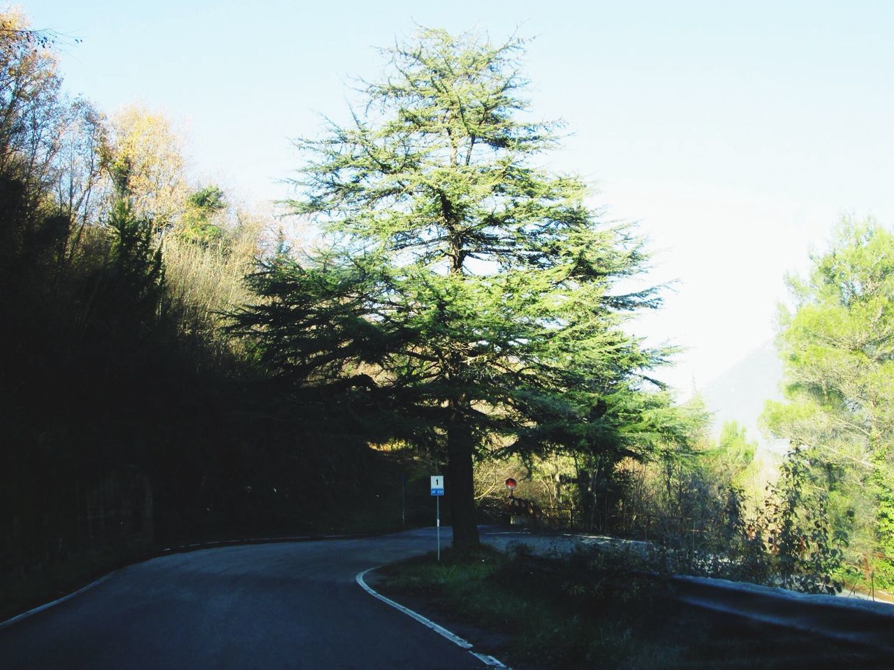 tree, the way forward, road, clear sky, transportation, road marking, diminishing perspective, empty road, street, tranquility, country road, copy space, growth, nature, vanishing point, tranquil scene, sky, empty, day, sunlight