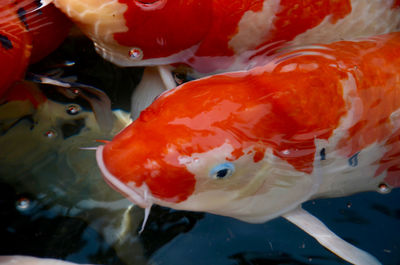 Close-up of koi fish in water