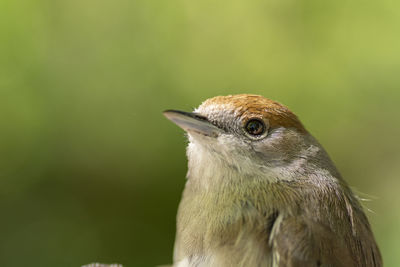 Close-up of a bird looking away