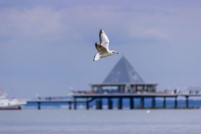Seagull flying over sea against sky