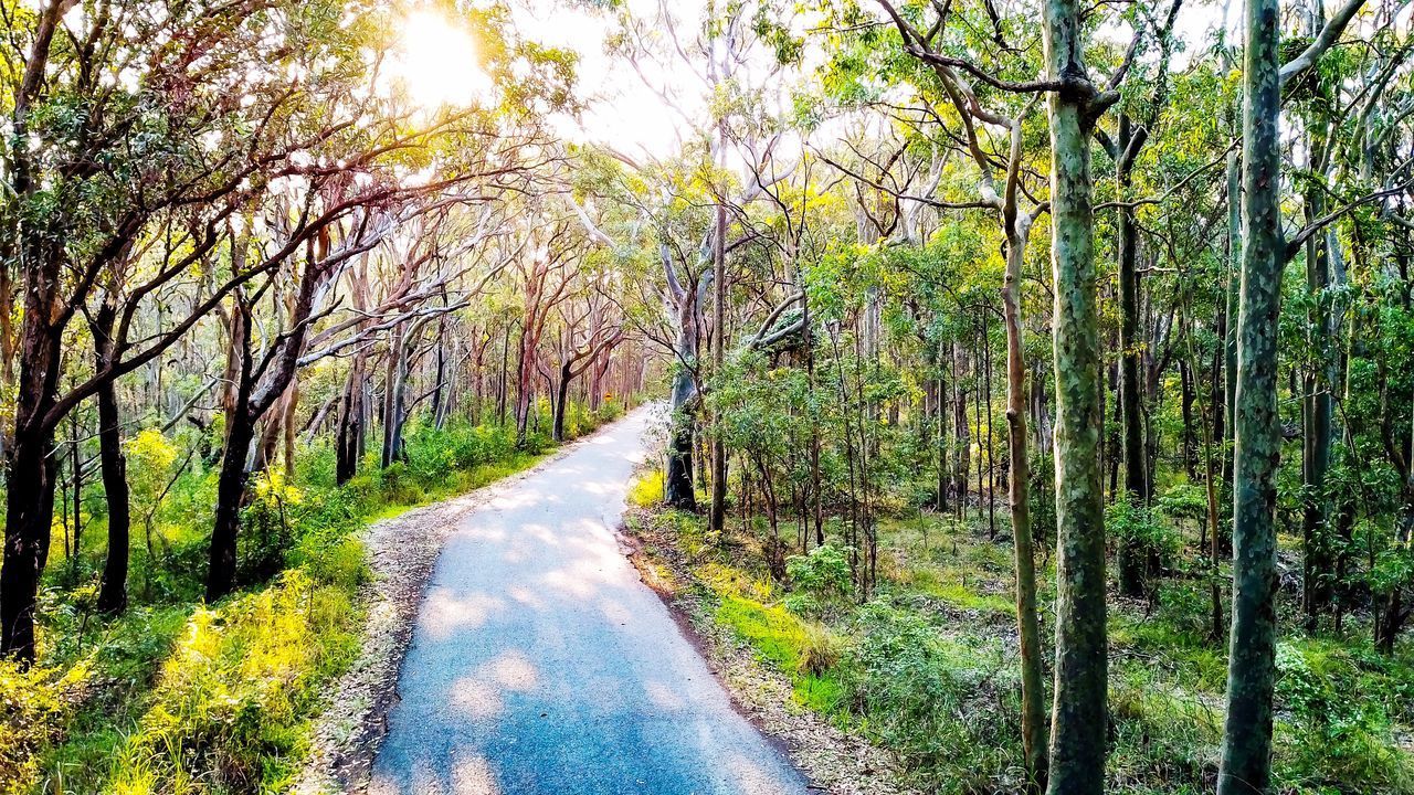 DIRT ROAD AMIDST TREES AND PLANTS IN FOREST