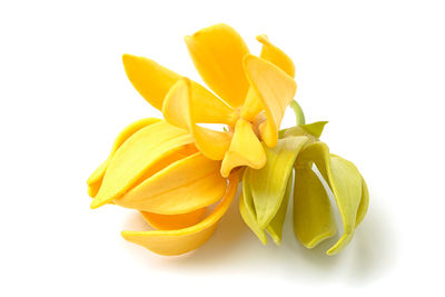 Close-up of yellow rose against white background