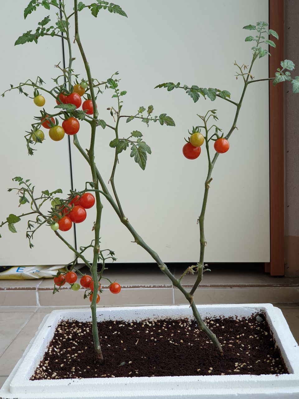 RED BERRIES AGAINST WALL