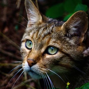 Close-up portrait of a cat