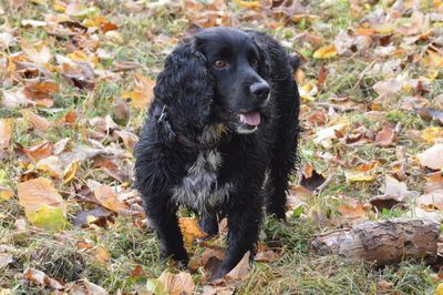 Black dog on field