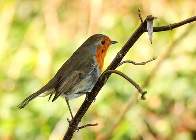 Close-up of bird perching on branch