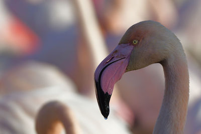 Close-up of bird