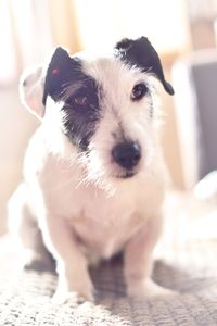 Close-up portrait of dog