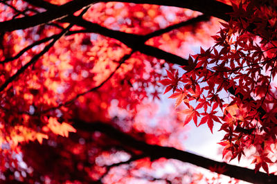 Low angle view of cherry tree during autumn