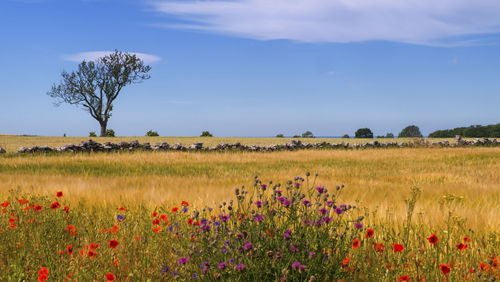 Peaceful landscape with poppies by beautiful day in oland island, sweden