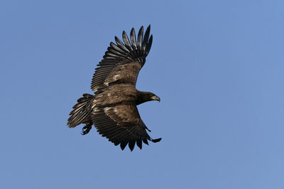 Low angle view of eagle flying against clear blue sky