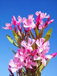 Low angle view of pink flowering plant against clear blue sky