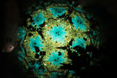 Low angle view of illuminated christmas tree at night