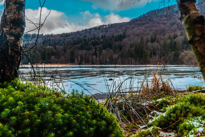 Scenic view of lake by trees against sky