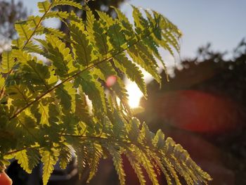 Close-up of leaves on tree against sky