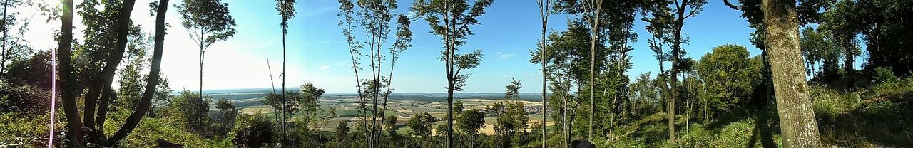 Trees growing on landscape