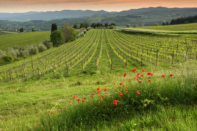 View of flowering plants on field