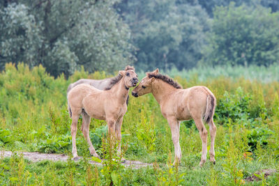 Horses standing in a field