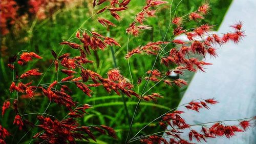 Close-up of red flowering plant during autumn