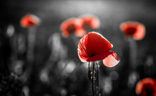 Close-up of red poppy flower