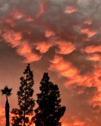 Low angle view of silhouette trees against orange sky