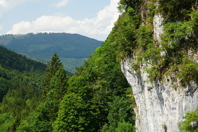 Scenic view of pine trees and mountains against sky