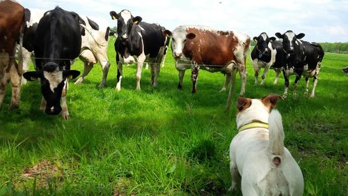 Jack russell terrier on grassy field against cows