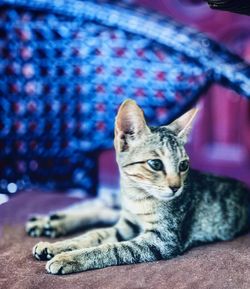 Close-up of a cat resting