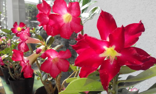 Close-up of red flowers