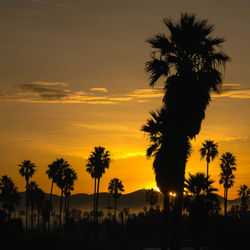 Silhouette palm trees against sky during sunset